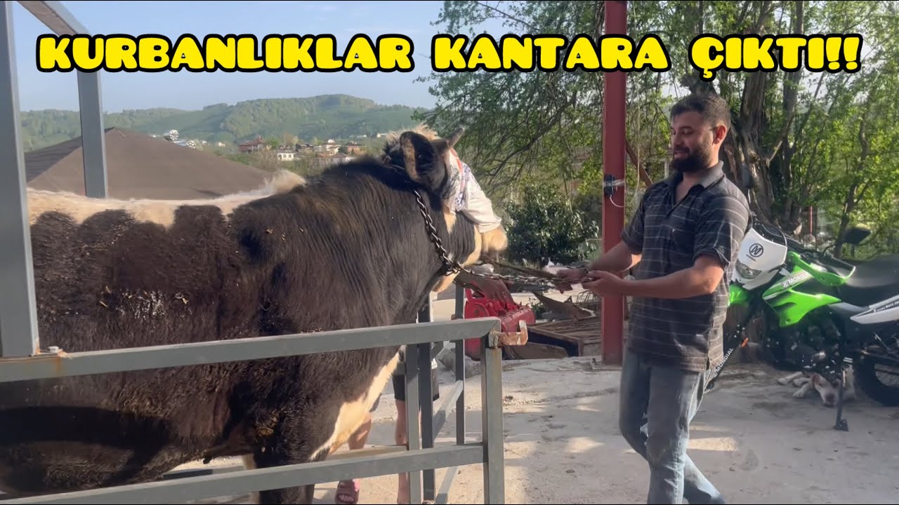 Kurbanlıklarımızı Tartıyoruz Yediklerinin Hakkını Vermişler!!! Son 70 Günde Ne Kadar Daha Alırlar?