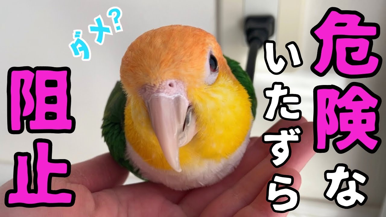 危険ないたずらを諦めないインコと飼い主の攻防