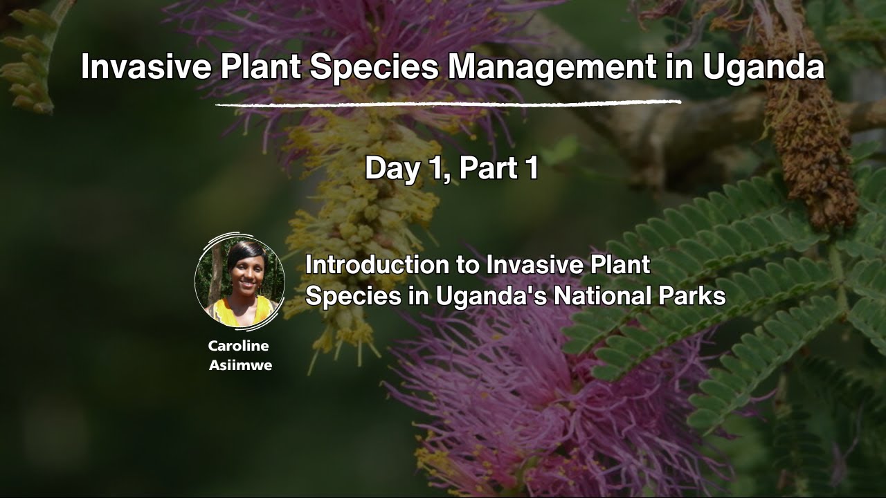 Introduction to Invasive Plant Species in Uganda's National Parks