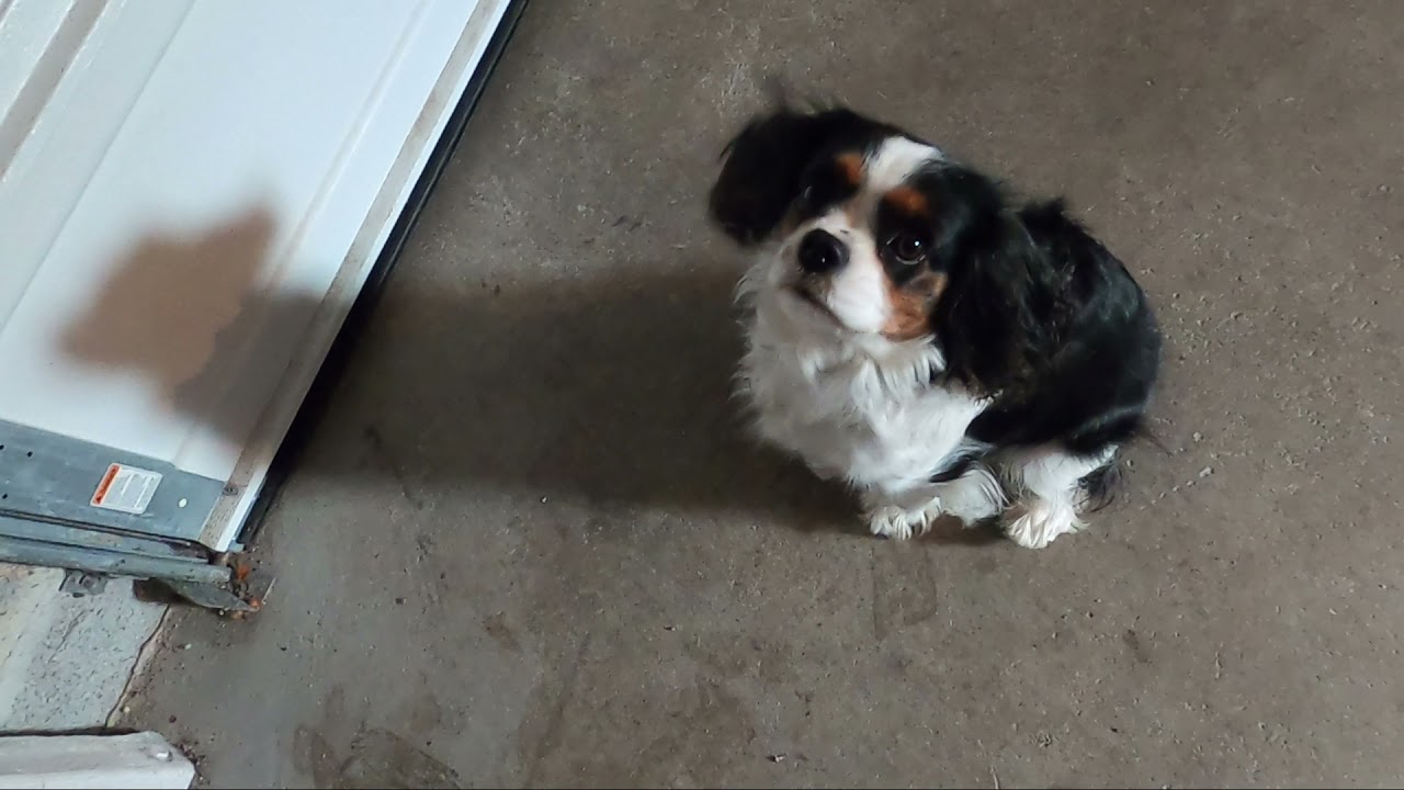 Cavalier King Charles excité avant de sortir - pose de collier acrobatique - CKC Life