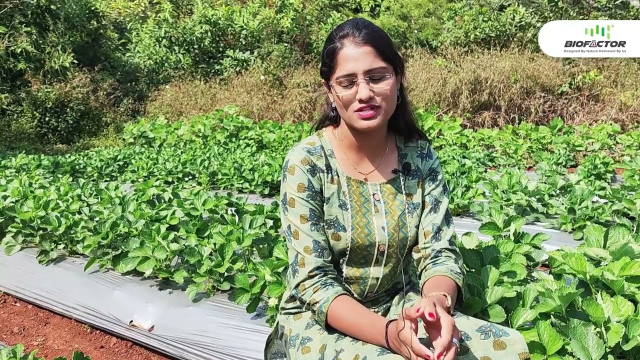 organic biofactor bio DAP, POSHAK L 1, GVAM user happy farmer in strobary crop