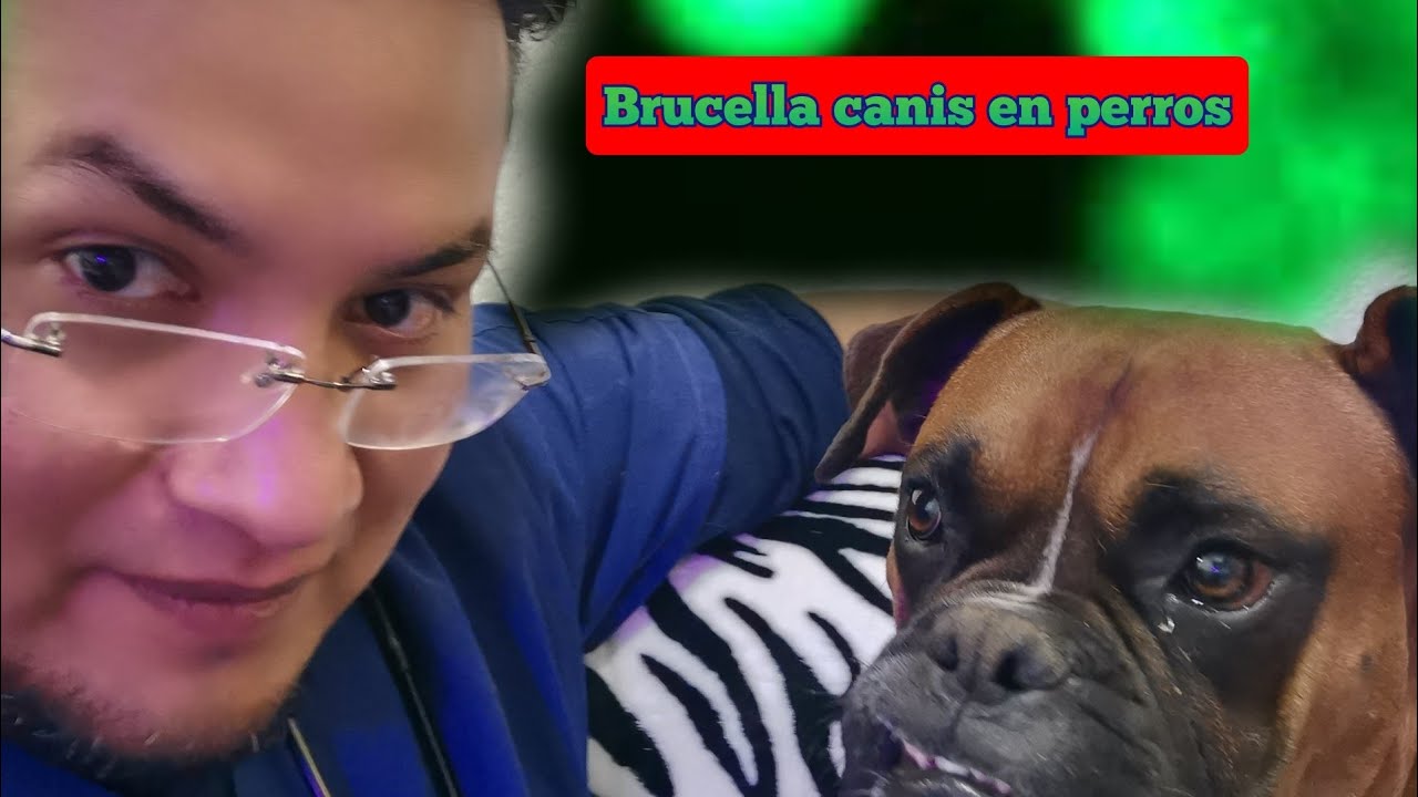 Brucella Canis...