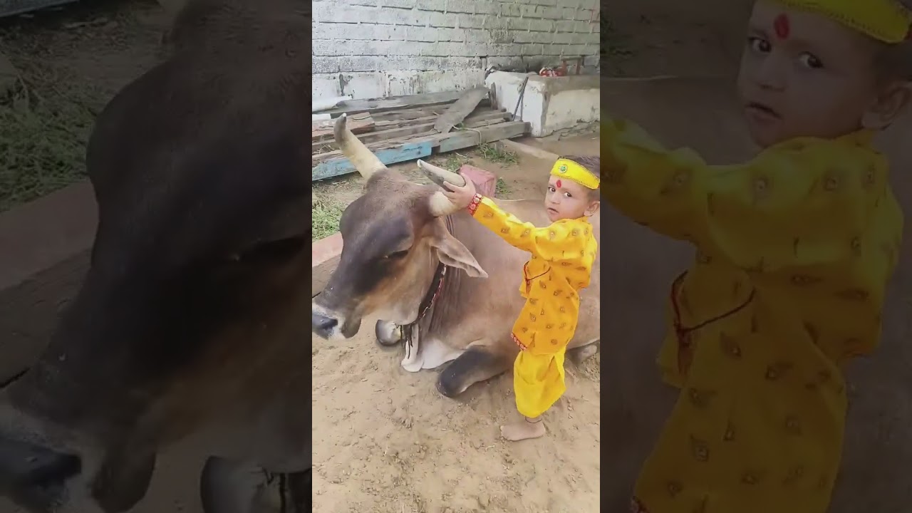 #cutebaby #gaumata #cute #baby #babyshorts #cow #gaupremi #funny