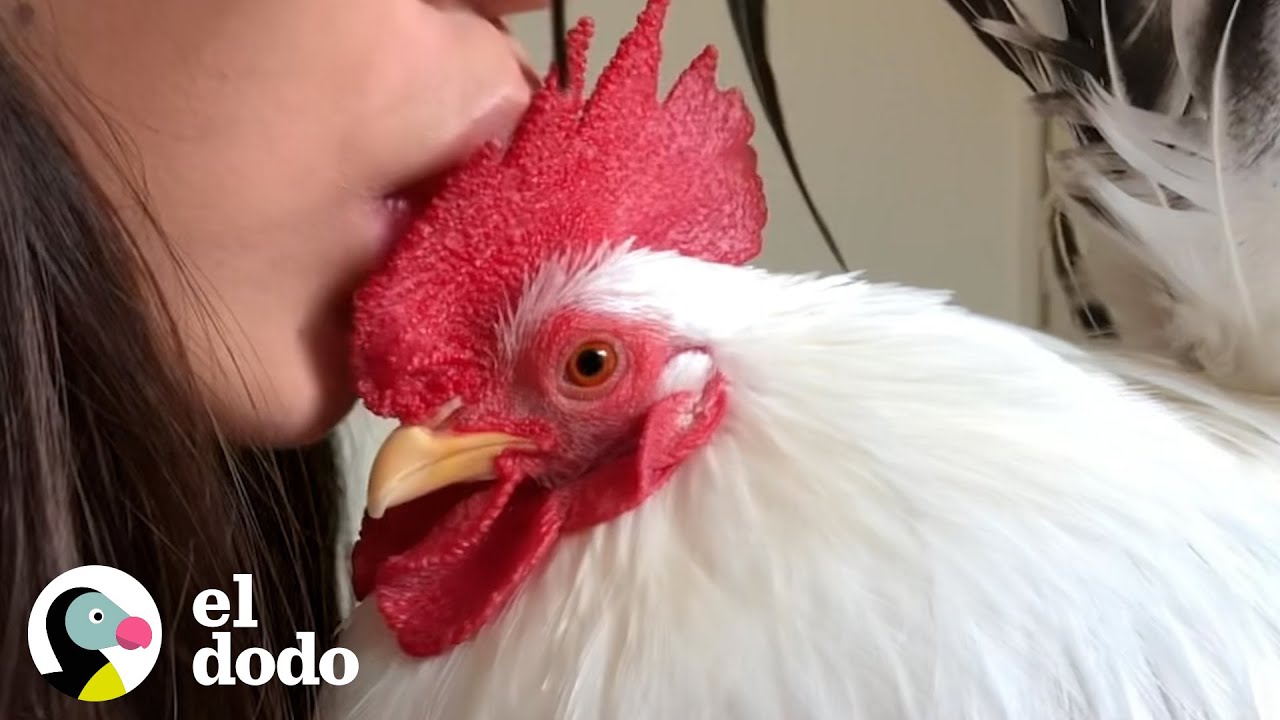 Gallo rescatado ama perseguir a su chica favorita por la casa | El Dodo