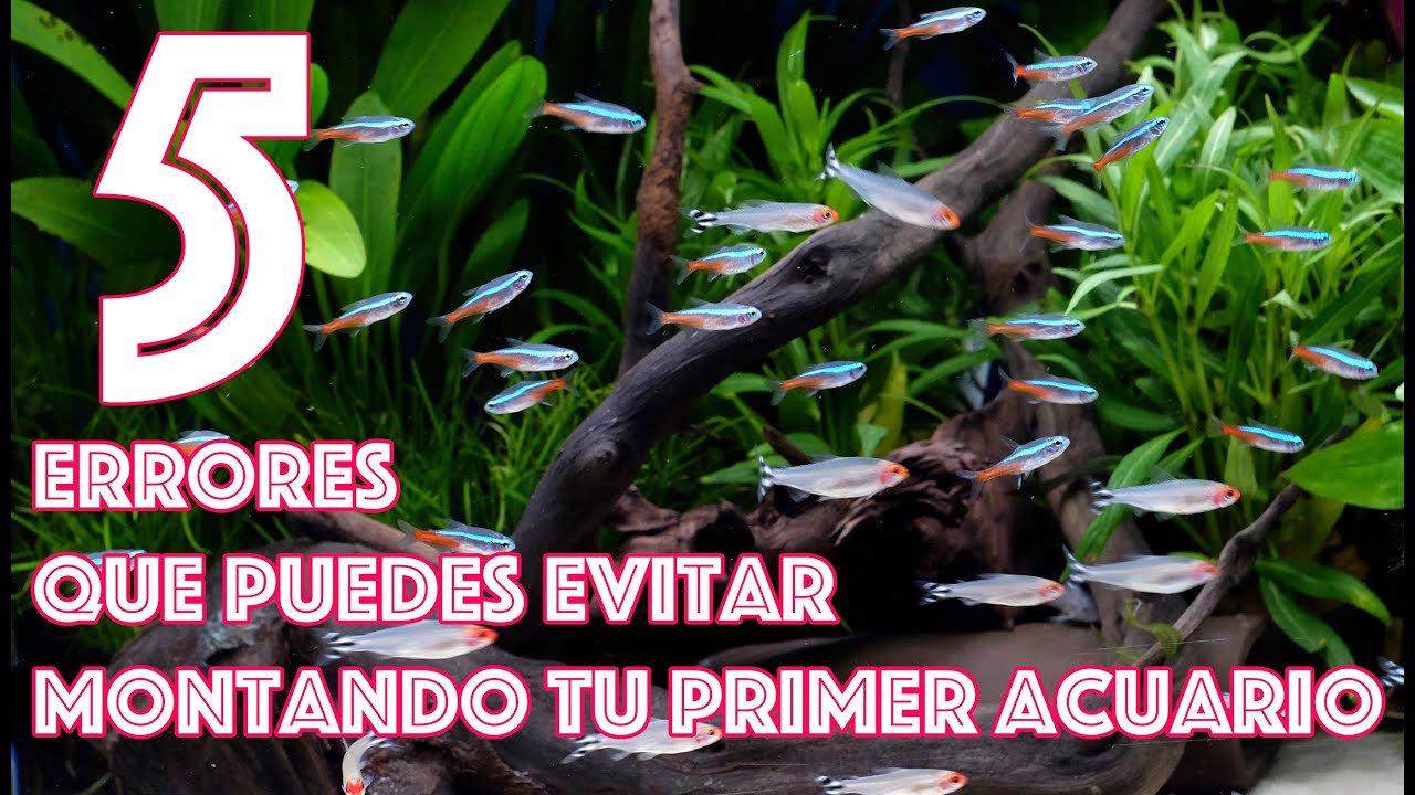 5 errores que puedes evitar montando tu primer acuario - Guía básica de iniciación a la acuariofilia