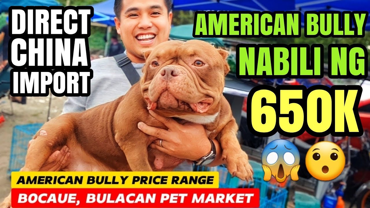 GRABE! AMERICAN BULLY NABILI NG P650K! | AMERICAN BULLY PRICE RANGE SA BOCAUE PET MARKET PHILIPPINES