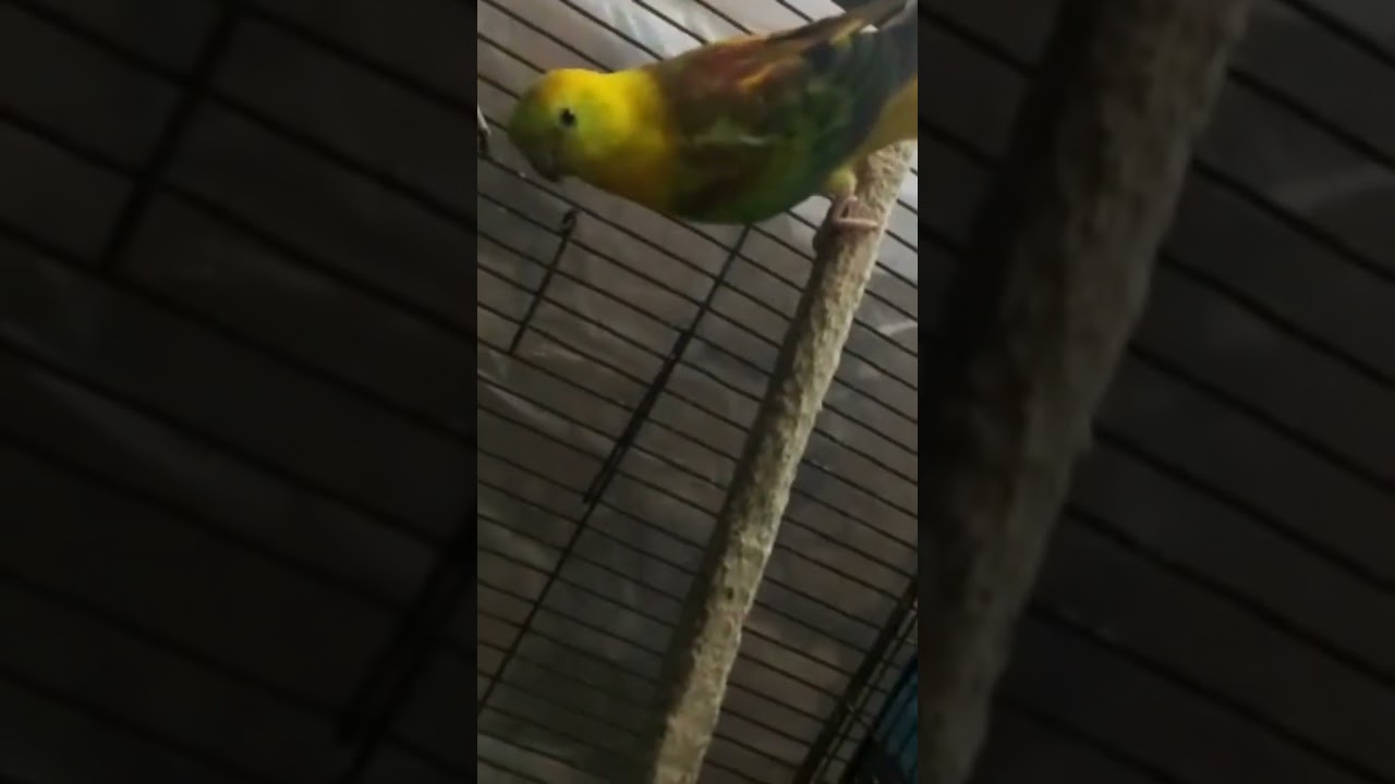 Red Rump Parakeet @bestbirdslovers #bestbirdslovers #birds #breedingseason #breedingsetup