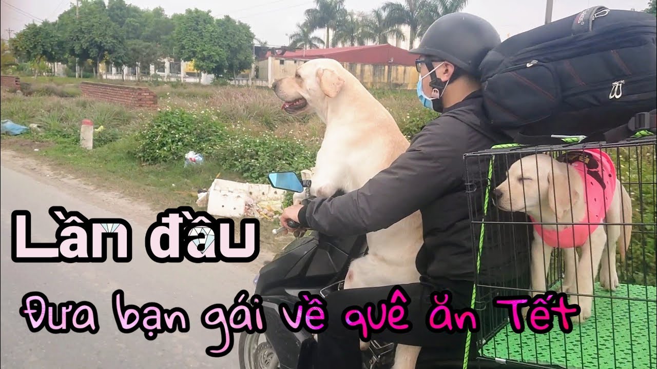 Củ Cải lần đầu dẫn bạn gái  về quê ăn Tết, đi xe máy 120km | I And My Dogs Come Back Home For Tet