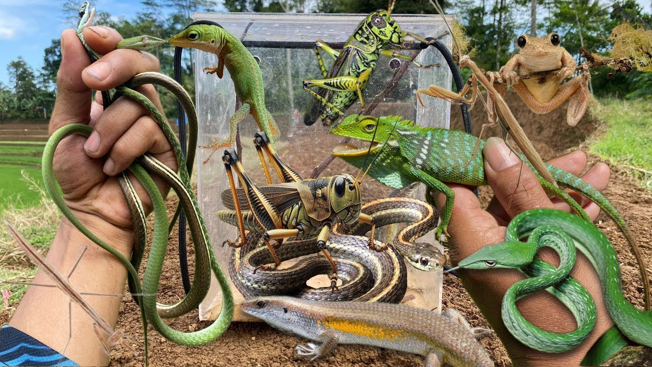 Pinched by a stag beetle‼️catch giant grasshopper, big mantis, locust, green snake
