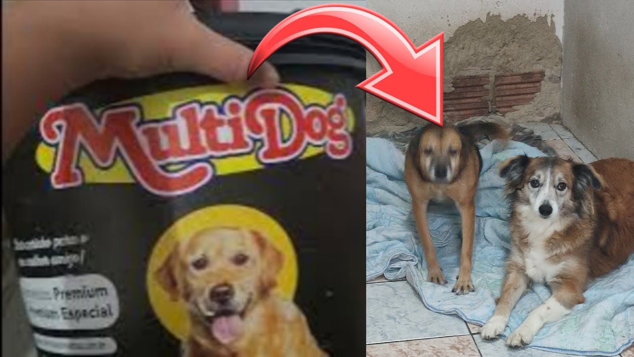 Olha o que essa ração fez com os cachorros do abrigo 