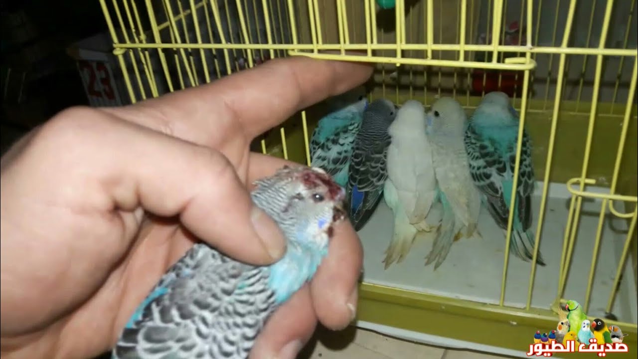 أنثى البادجي تقتل الفراخ | أسباب و حل مشكلة قتل الفراخ