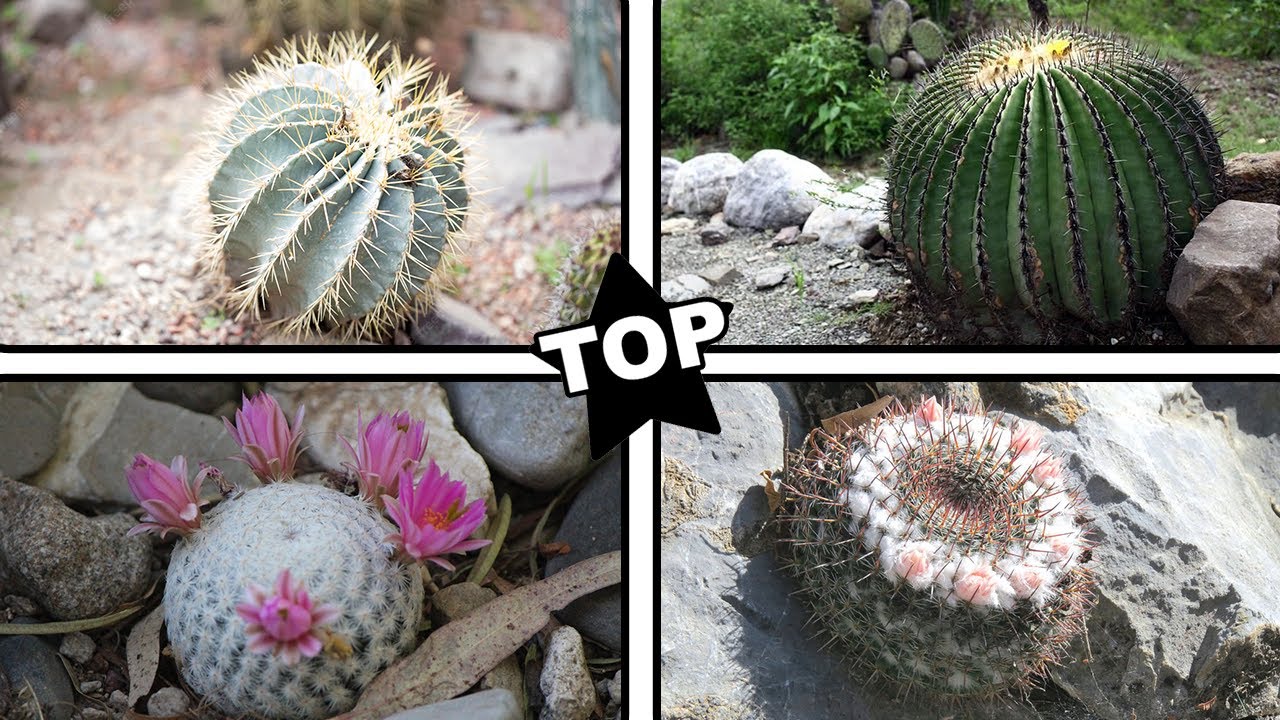 Top 18 tipos de Biznagas mas hermosos !