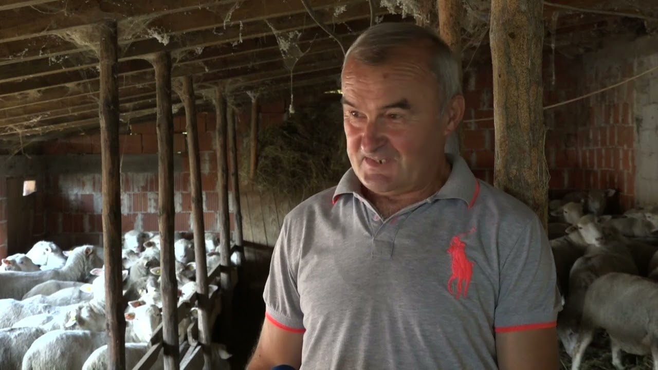 ZLATIBOR 14.08.2024. Sve manje ovaca na zlatiborskim pašnjacima