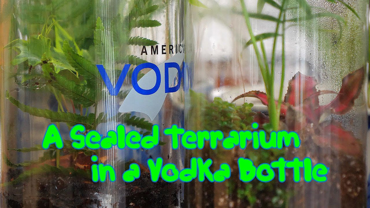 A Sealed Terrarium in a Kirkland Vodka Bottle. In 4K