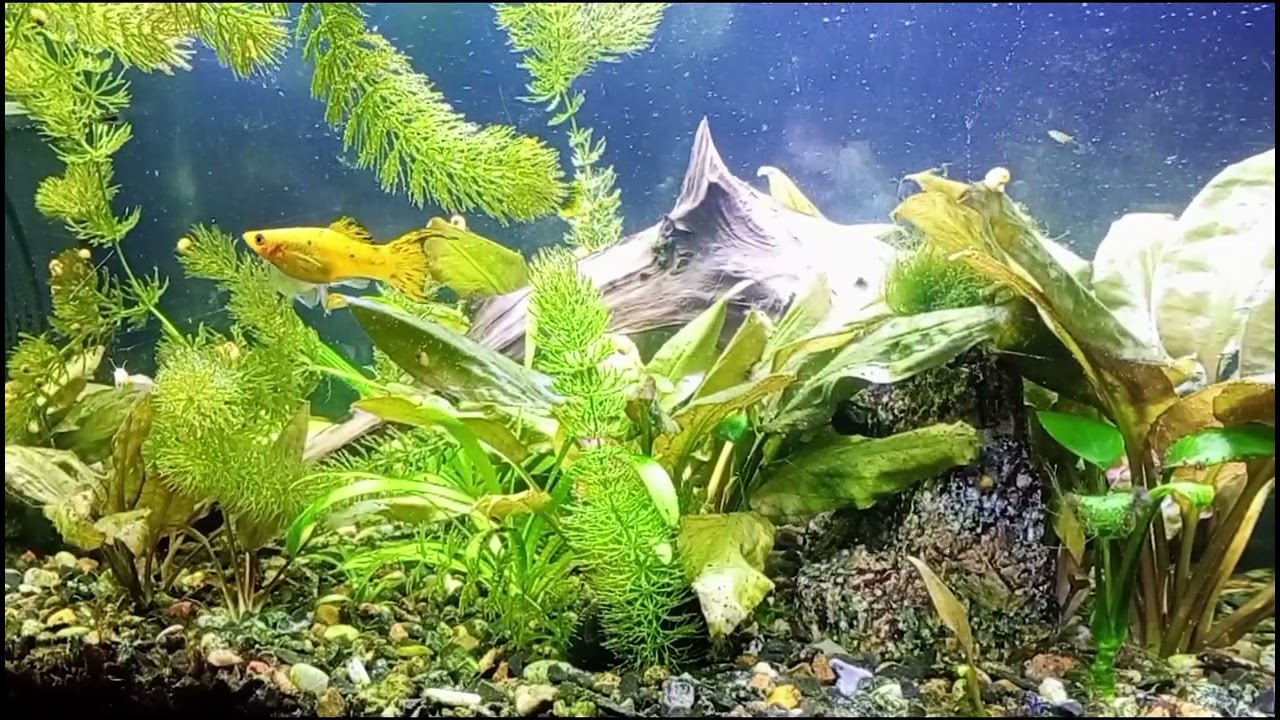 Аquarium  / Аквариум