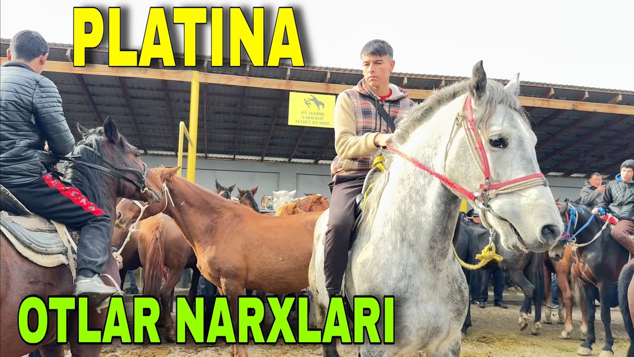 ULOQCHI OTLAR BIYALAR TOYLAR NARXLARI . Toshkent platina