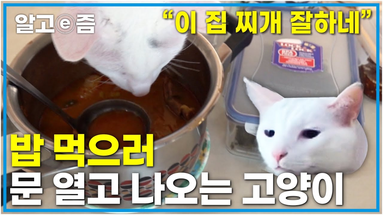 “제가 먹는 음식까지 탐내요” 보이는 것은 모조리 먹어치우는 식탐 많은 고양이┃고양이를 부탁해┃알고e즘
