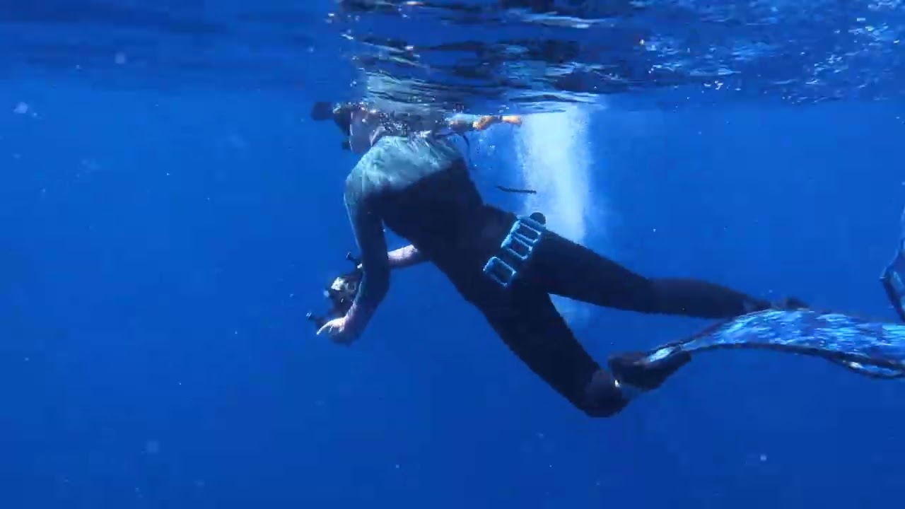 Swimming with wild dolphins off coast of Kona