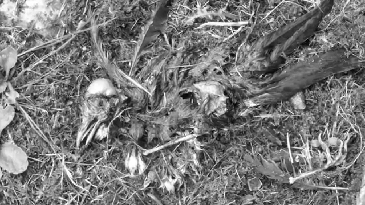 Crows' Bones | A Video Diary by Martin Green & Martha Clarke