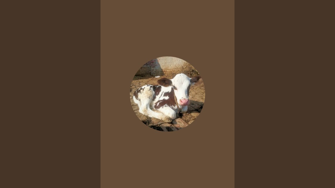 Animalvlog.9 is live!