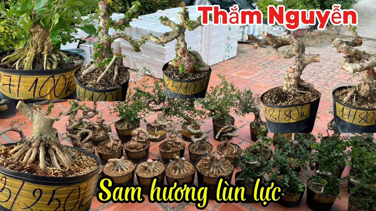 10/1/2026 _Thắm Nguyễn #0369298778 _Sam hương sếp đế, Sam núi giá siêu rẻ, hồng ngọc rể cao bao ship