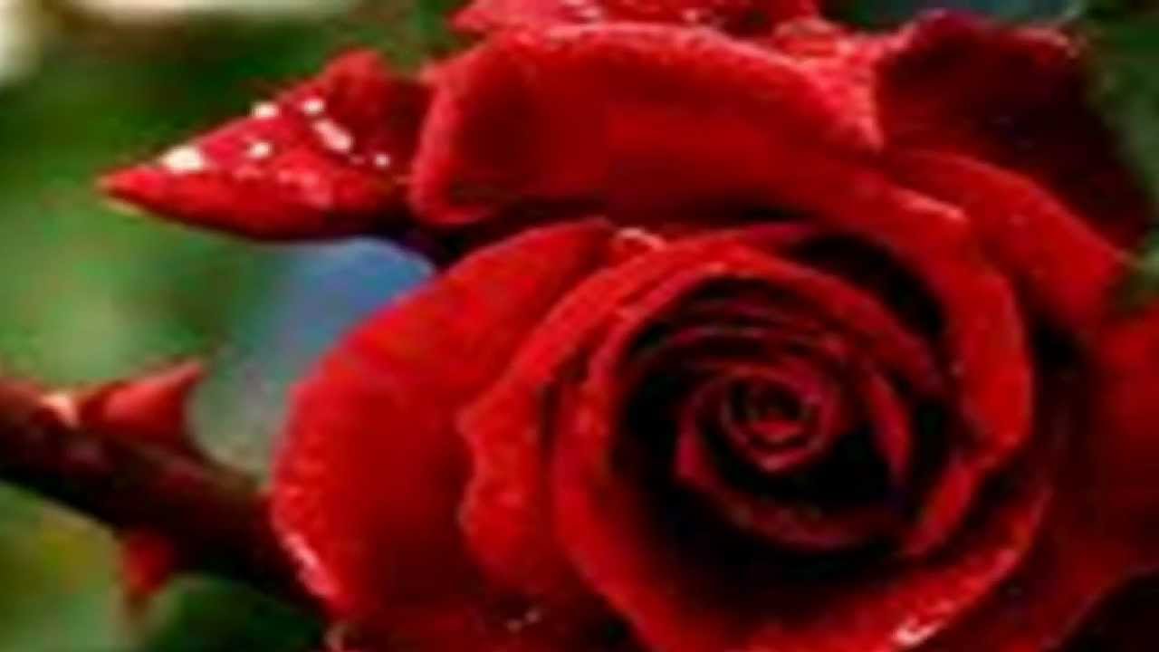 Juan Luis Guerra Romance Rosa (Tradu&ccedil;&atilde;o)