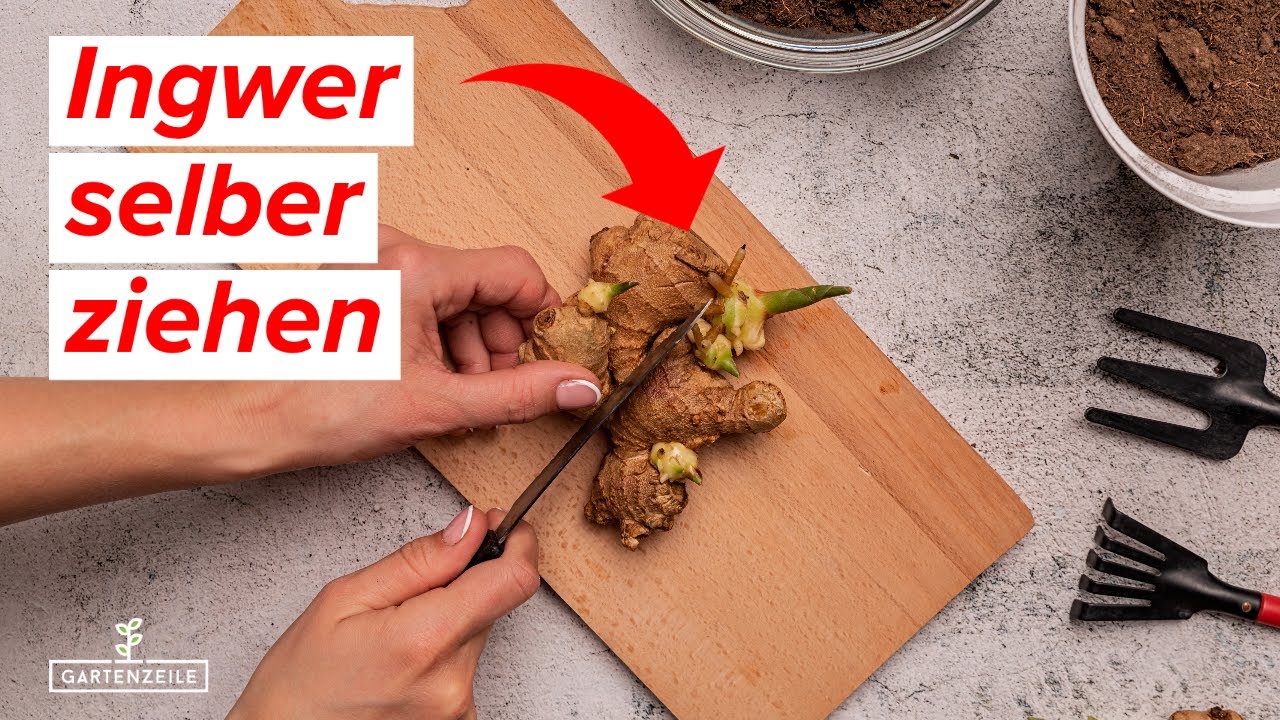 Ingwer ziehen - So pflanzt du deinen eigenen Ingwer! Ingwer vermehren aus der Knolle.