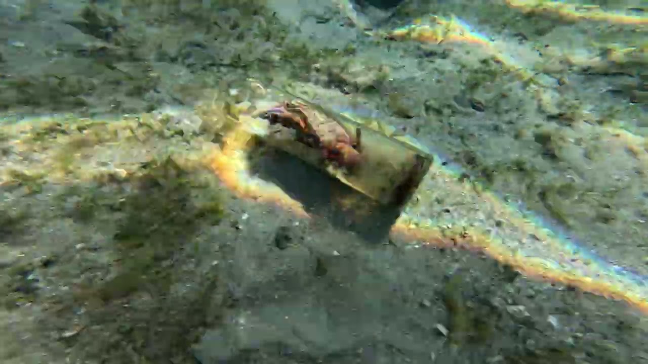 Conch In Glass Bottle