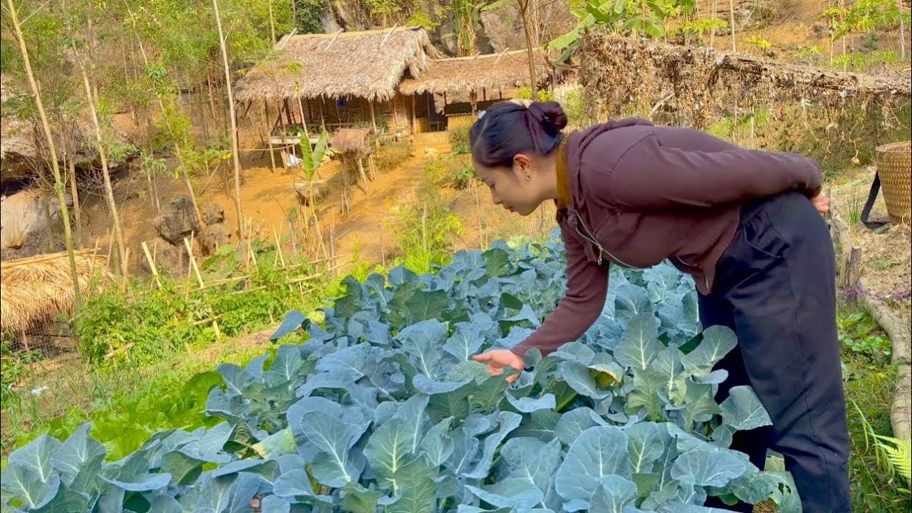 Harvest cauliflower and bok choy to sell at the market - make purple sweet potato cakes.