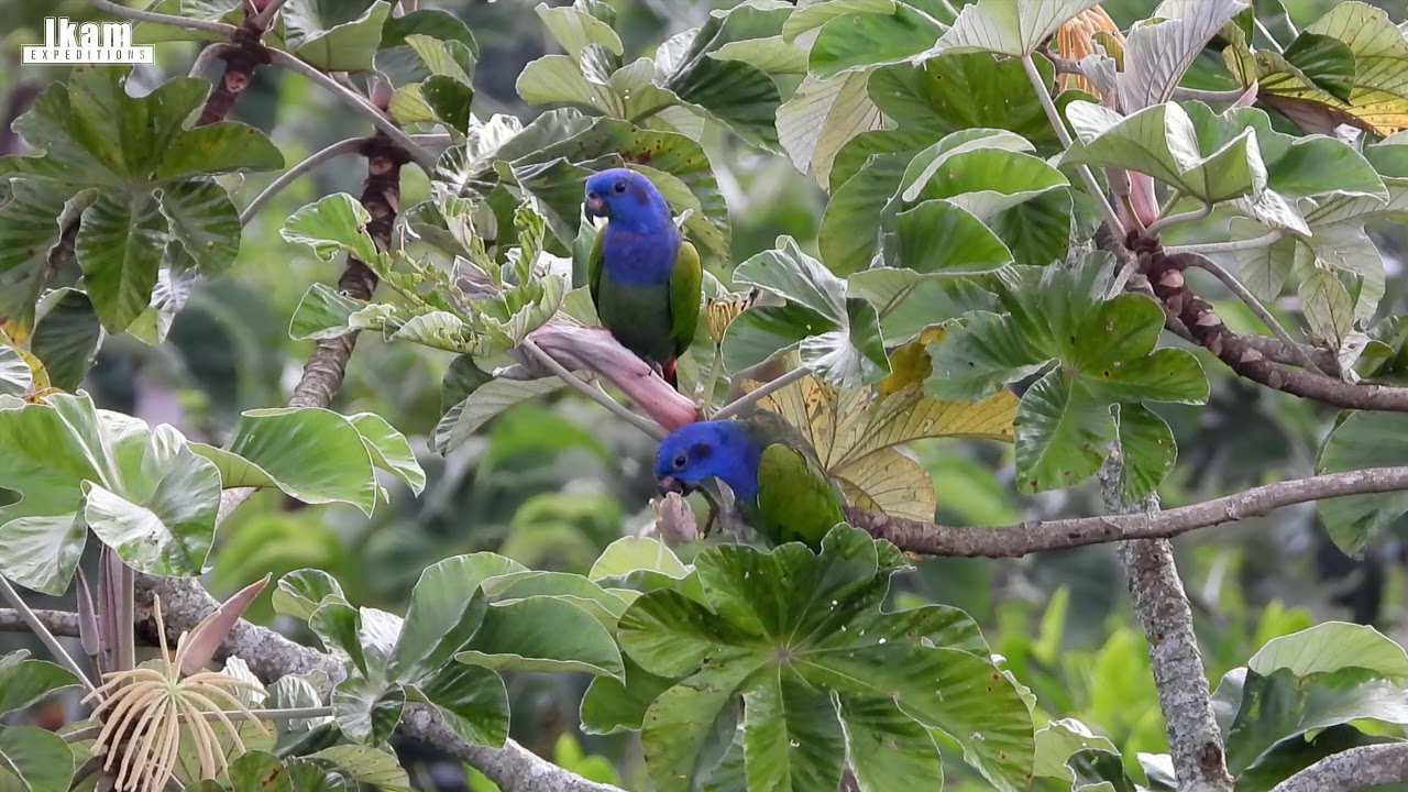 Blue-headed Parrot (Pionus menstruus) feeding on a cecropia flower in Moyobamba, San Martin - Peru