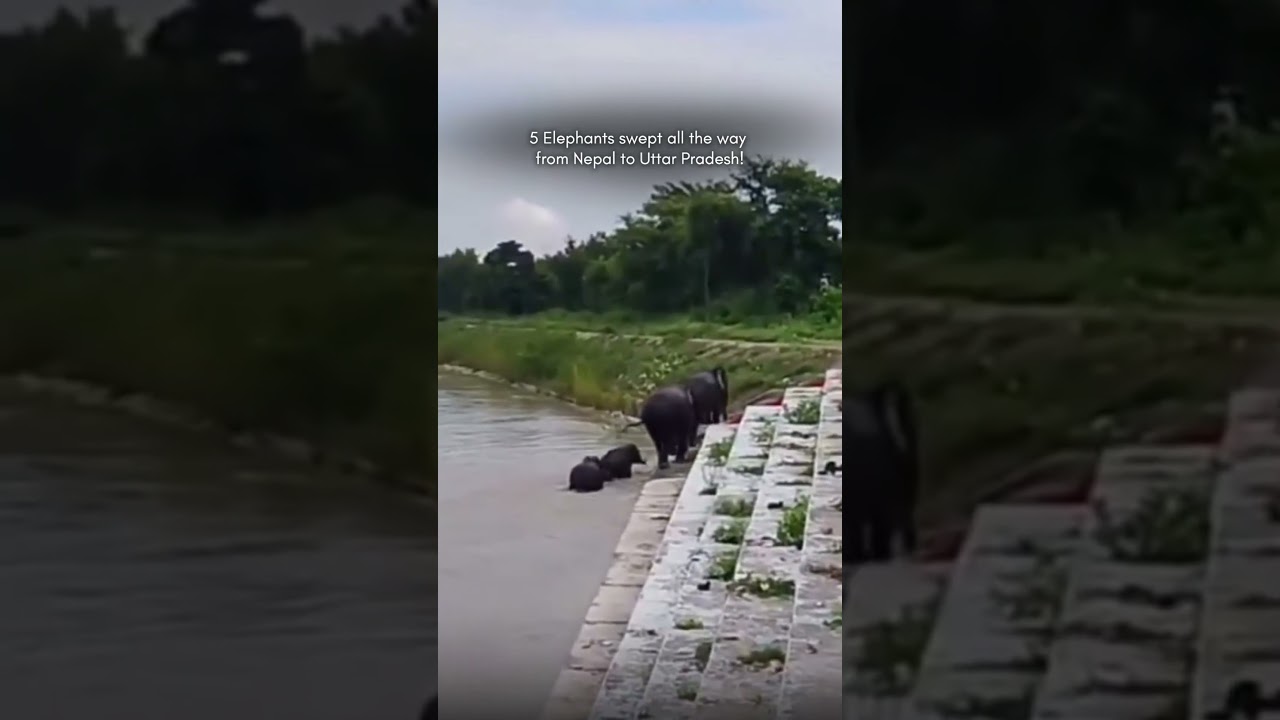 5 Elephants. One Flood. A Shocking Journey. 🌊🐘