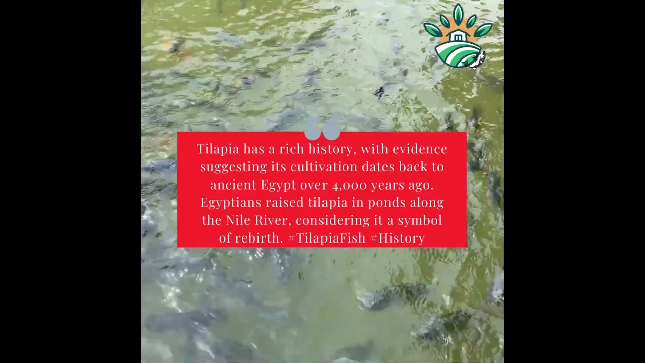 Organic Tilapia Fish Farming