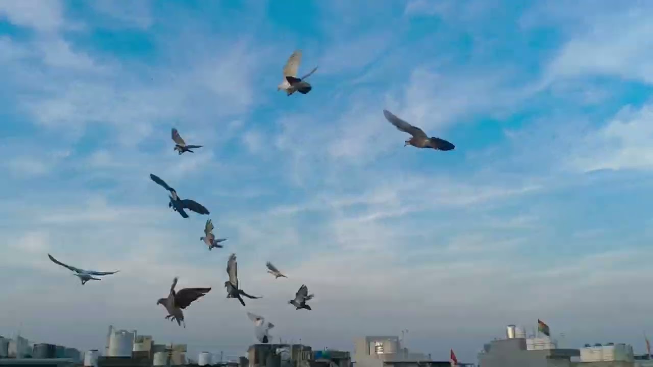Aj ka Shok karo 🕊️🕊️🥰 #trainingviral #youtubevideo #viralvideo #pigeonlaver @PanjabiHarsh635 