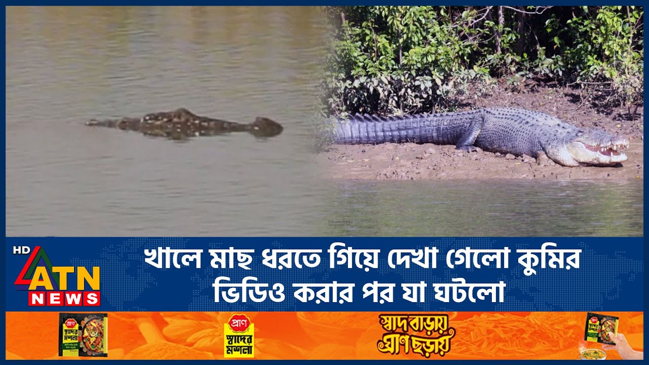 খালে মাছ ধরতে গিয়ে দেখা গেলো কুমির, ভিডিও করার পর যা ঘটলো | Crocodiles |   Manikganj | ATN News