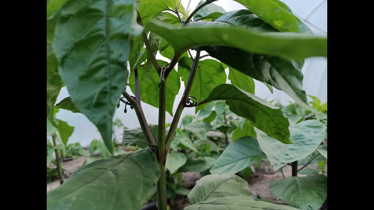 #1 Uprawa Chili 2023! Kraina Ostrości.#carolinareaper