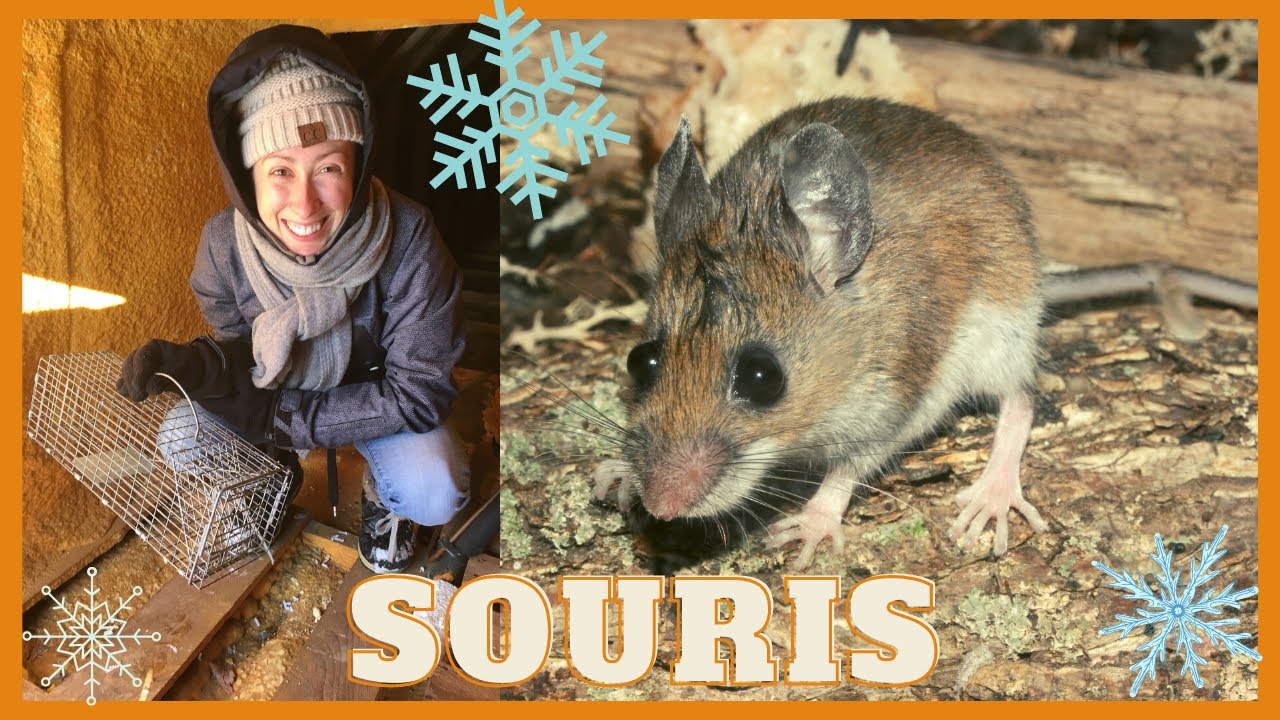 À la découverte des micromammifères: souris, campagnols, musaraignes, taupes et autres