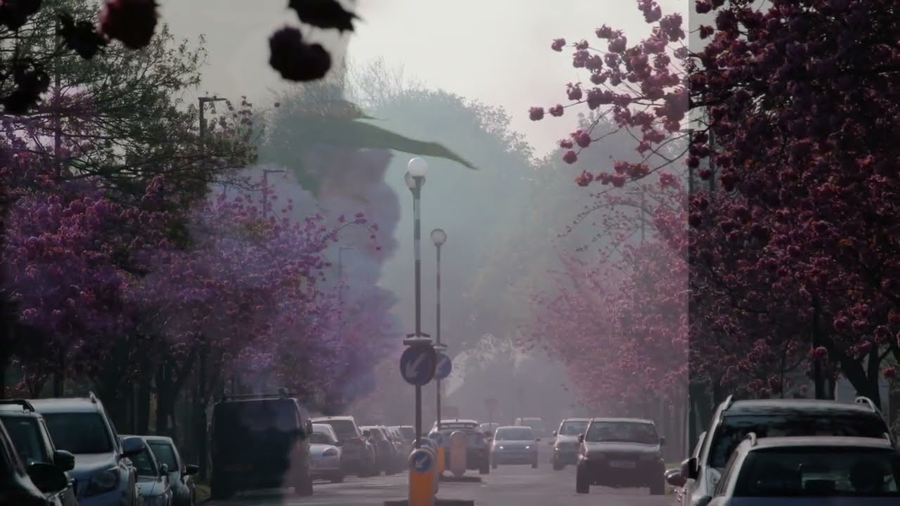 Blossom 2024