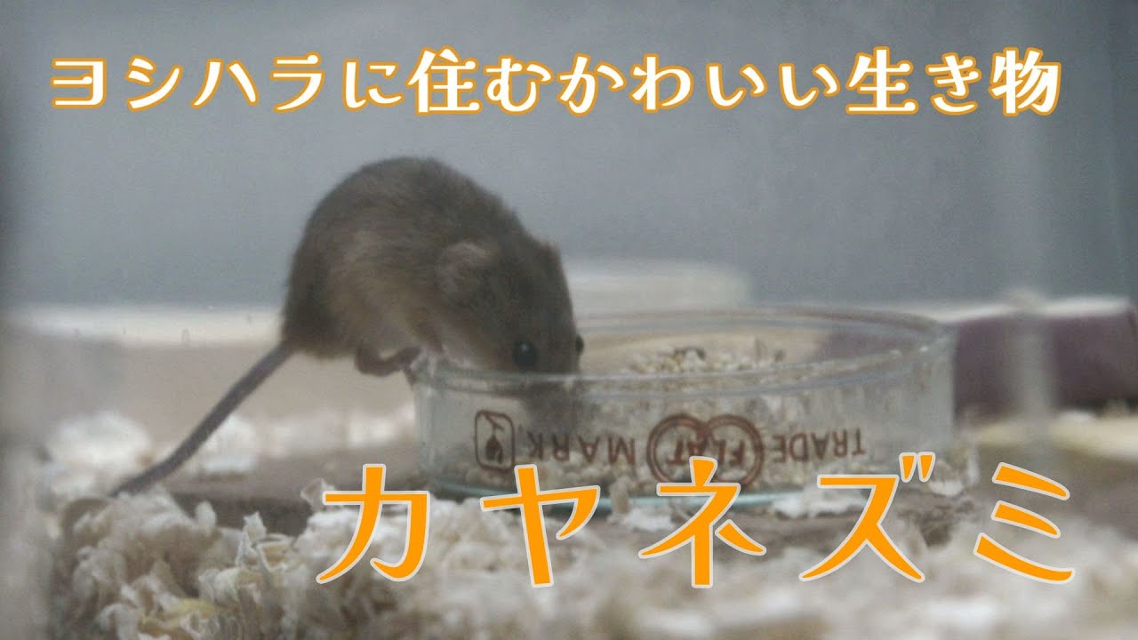 【びわ博の中の人】 ～ヨシ原コーナー～ ヨシトンネル・カヤネズミ