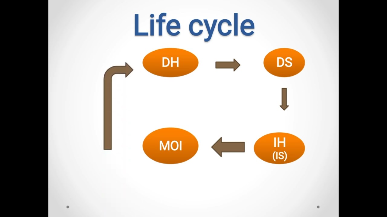 Introduction to nematodes  مقدمة للديدان الأسطوانية