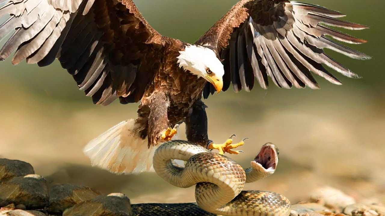 Top 13 Snake vs Bird Moments!