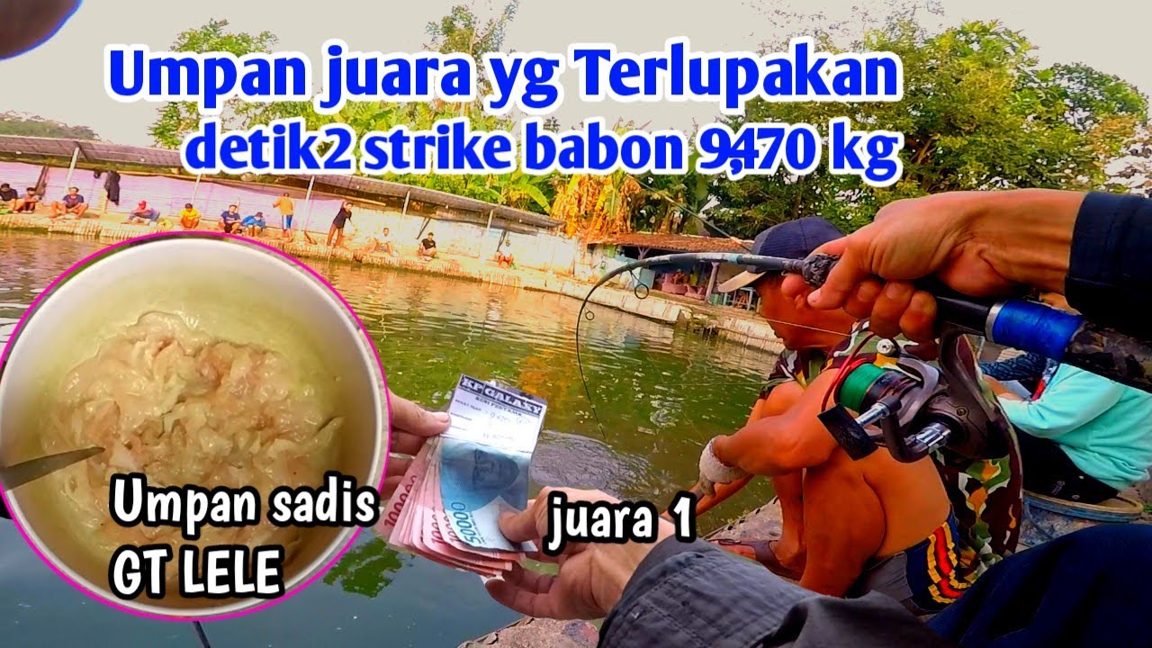 Racikan ini berhasil juara berat 9,470 kg. Umpan ikan lele Galatama // mancing ikan lele