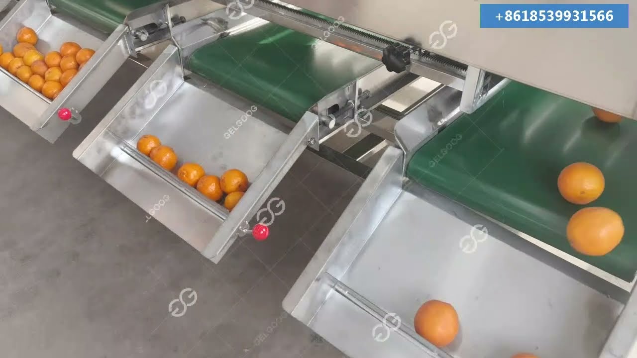 Orange Tangerine Citrus Processing Plant Orange Washing And Waxing Sorting line