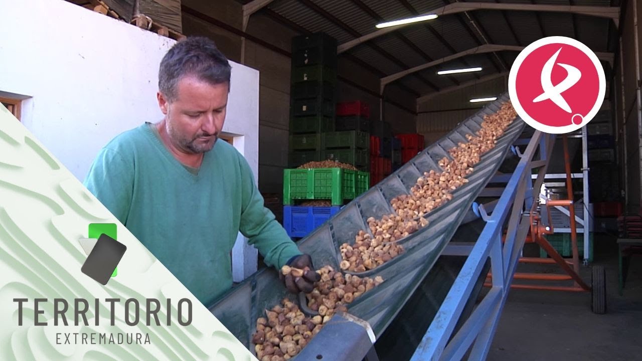 Torre de Miguel Sesmero, un pueblo volcado con los higos | Territorio Extremadura