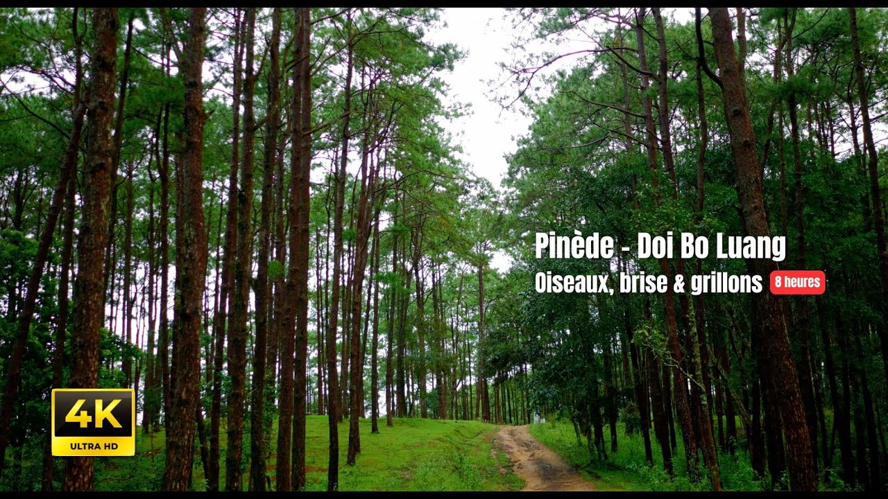 Route forestière en pinède – Doi Bo Luang (Chiang Mai) : oiseaux, brise & grillons | 8H