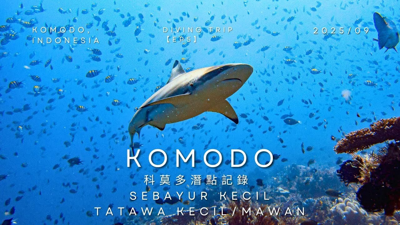 【科莫多潛水EP5】近距離鯊魚和蘇眉魚同游~像在水族箱裡潛水的科莫多完結篇! Komodo dive trip (2025/09)
