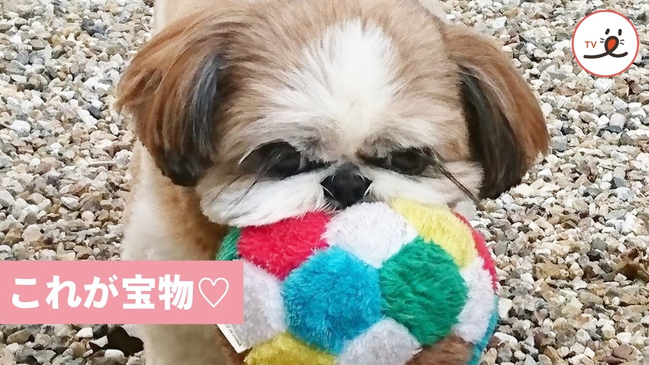 シーズーちゃんが宝物のボールと一緒にいる理由♡【PECO TV】