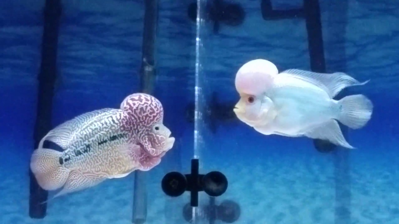 Two tone Flowerhorn and Thai Silk