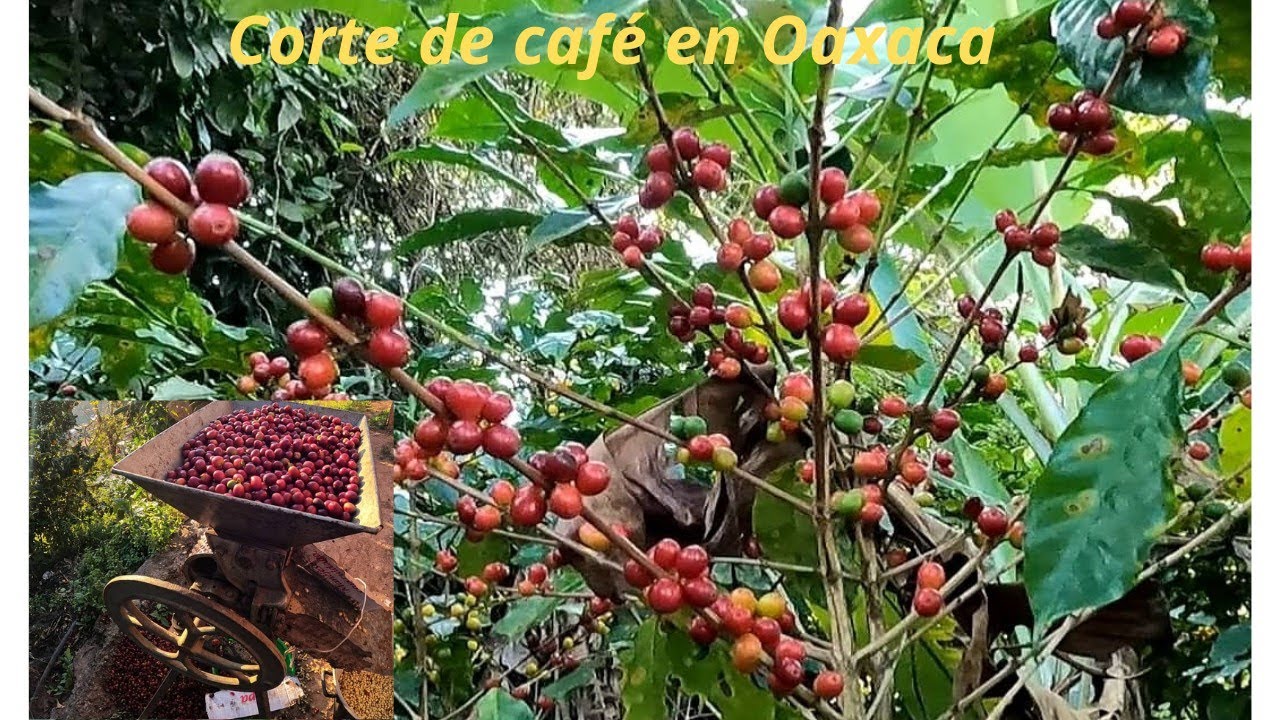 Corte y proceso del café en la sierra norte oaxaca México
