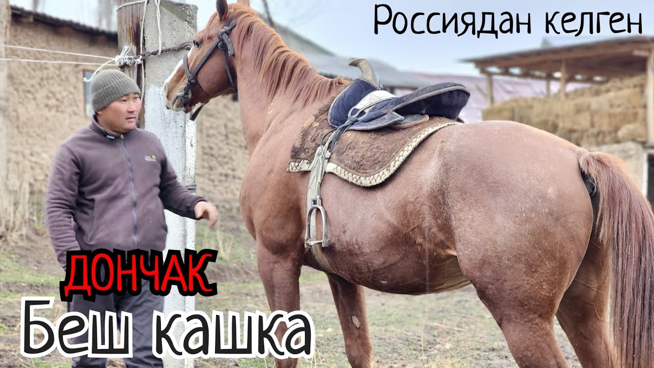 чоң ДОНЧАК Россиядан келген БЕШ КАШКА