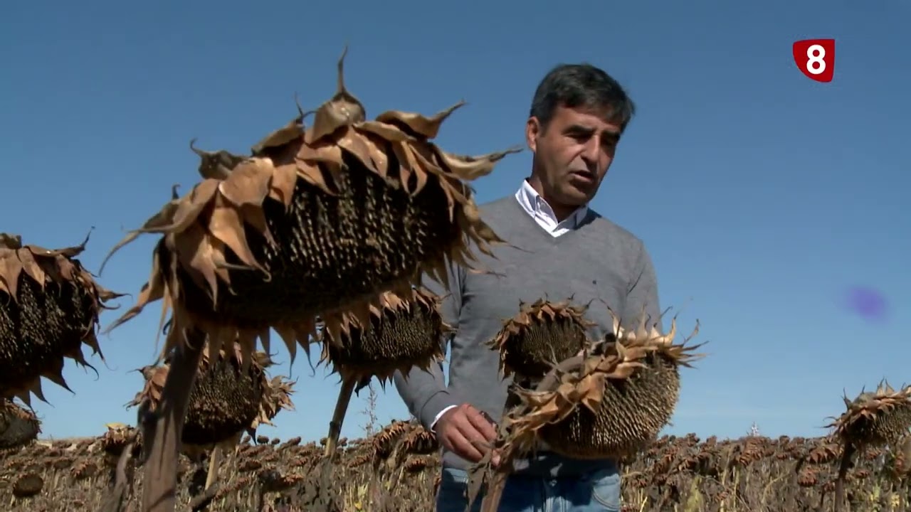 ASAJA BALANCE COSECHA Y GIRASOL 30 9 25